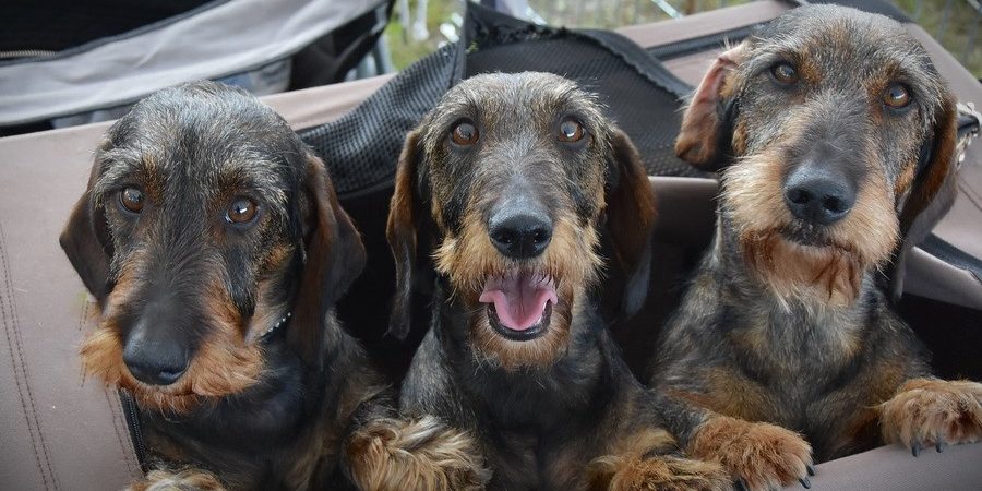 Tacskó izületvédő kúra