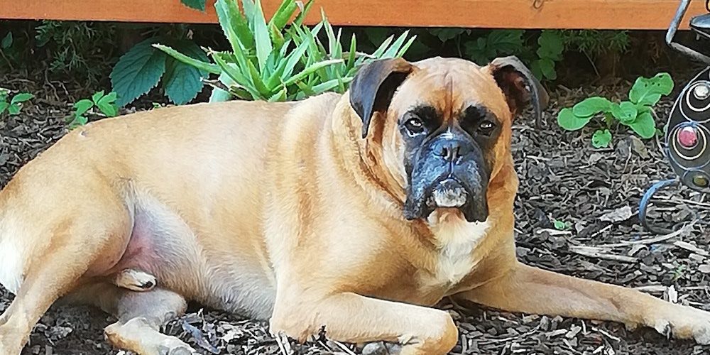 zeusz1 Kutya csontrák