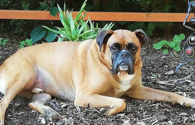 zeusz1 Kutya csontrák