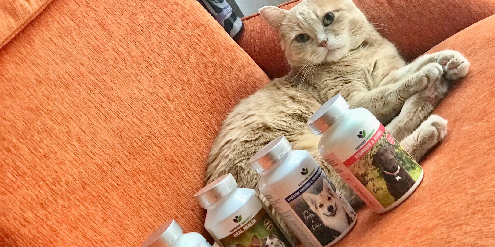 macska veseprobléma