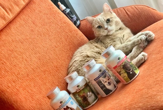 macska veseprobléma