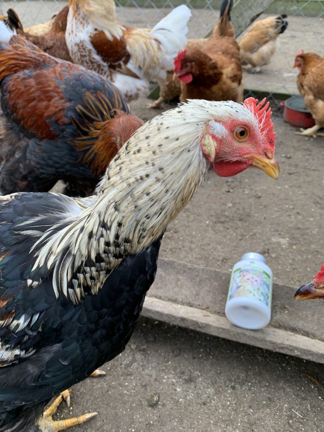 IMG-0818 beteg tyúkok