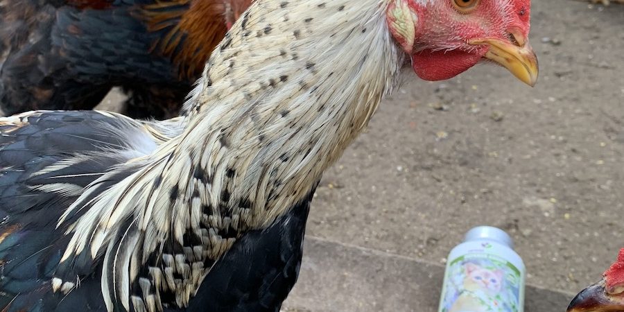 IMG-0818 beteg tyúkok