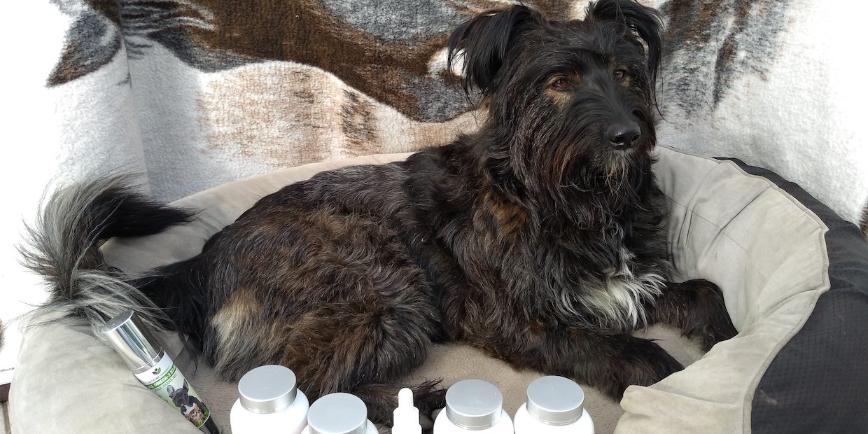 IMG_20201021_142247367 kutya gyógyulása