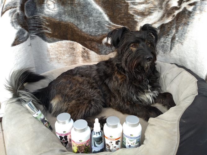 IMG_20201021_142247367 kutya gyógyulása