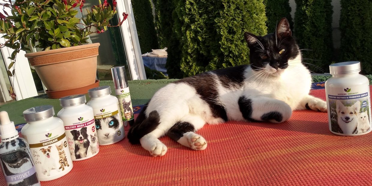 Macska vese betegség