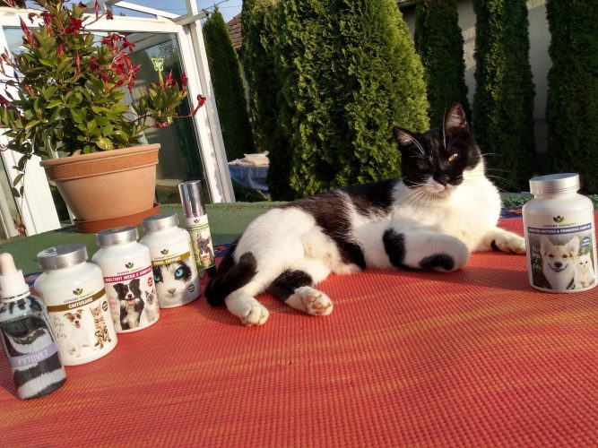 IMG_20201022_161246830_HDR Macska vese betegség