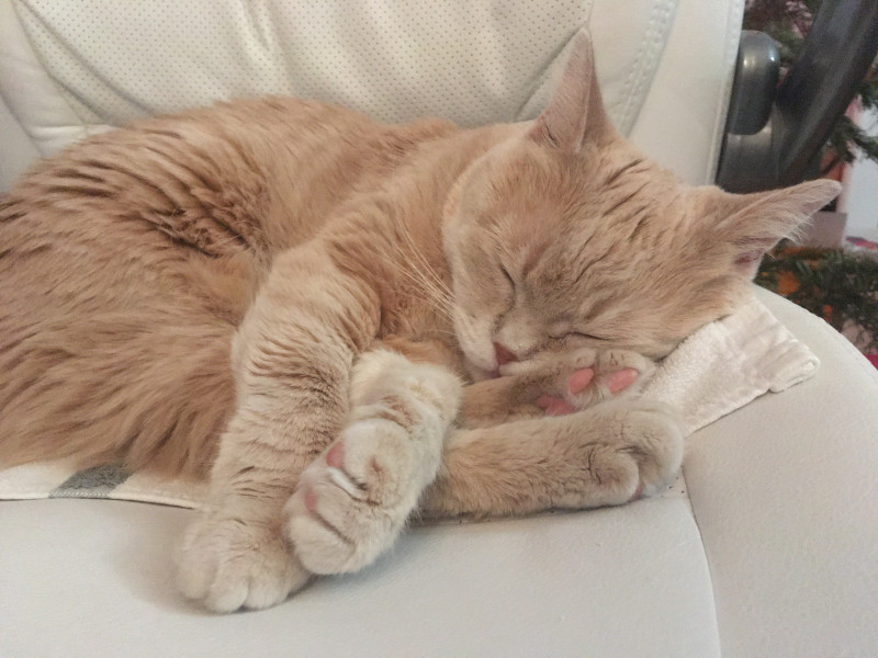 macska vese gyogyulas