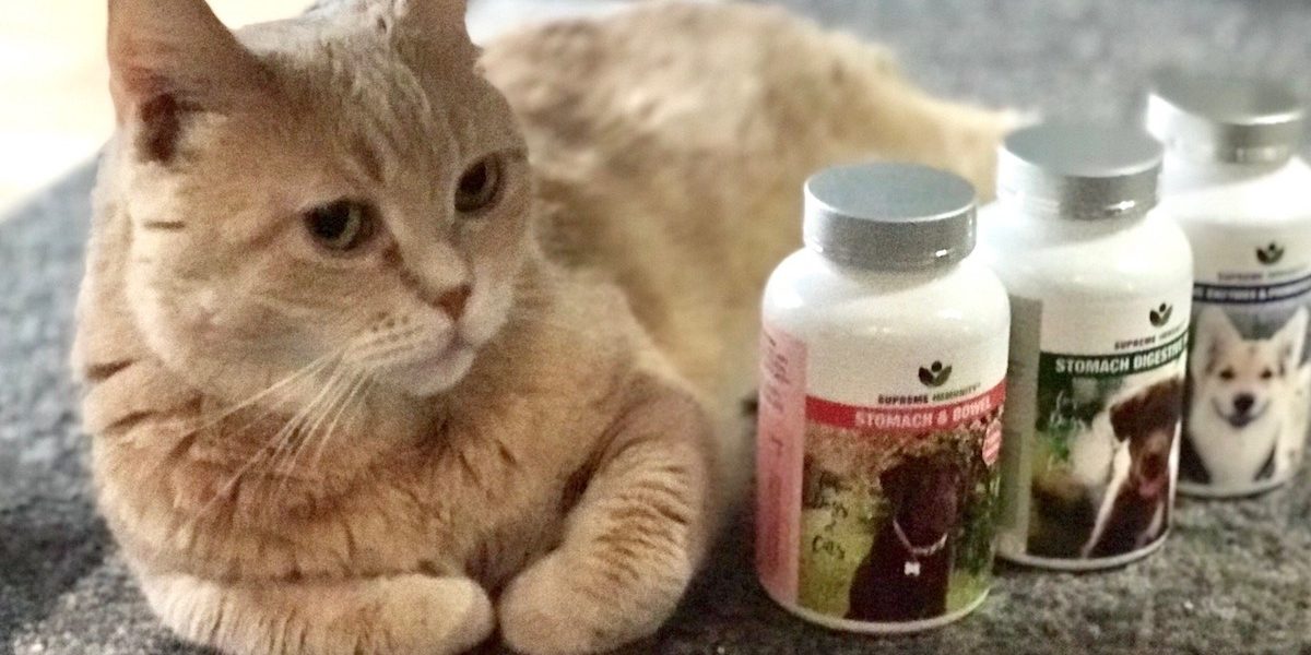 image_6483441 macska vesebetegseg