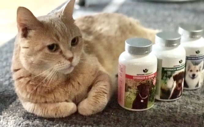 image_6483441 macska vesebetegseg