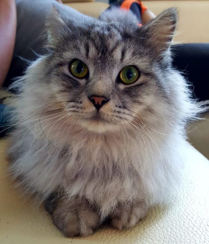 cica daganatos daganatos macska