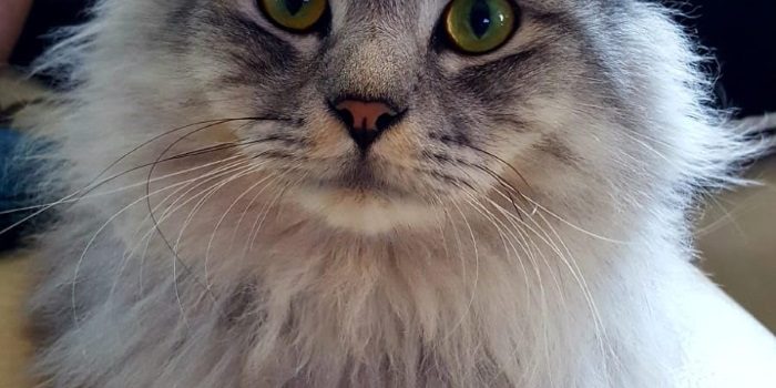 cica daganatos daganatos macska