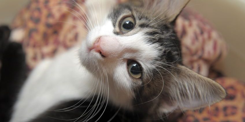 10567579 – gray and white kitten macska hányás