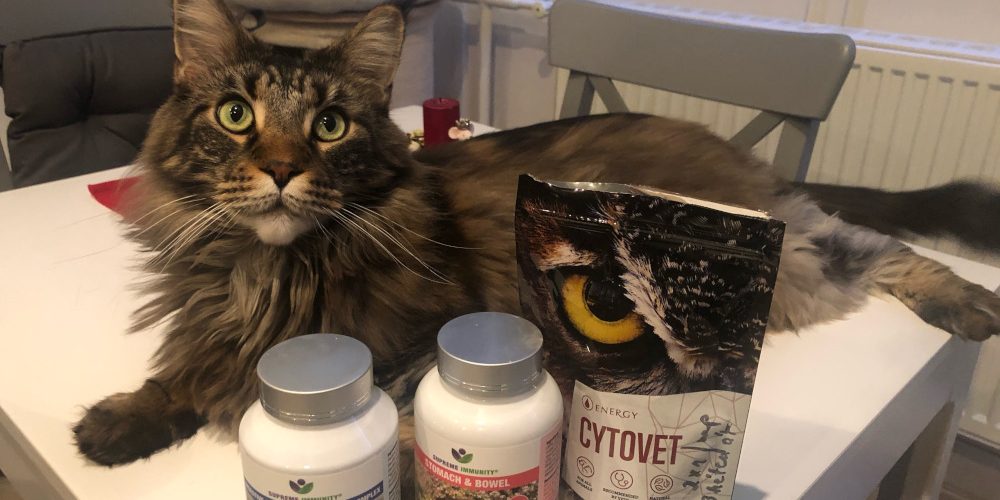 iMacska emésztési problémákmage1 Macska emésztési problémák