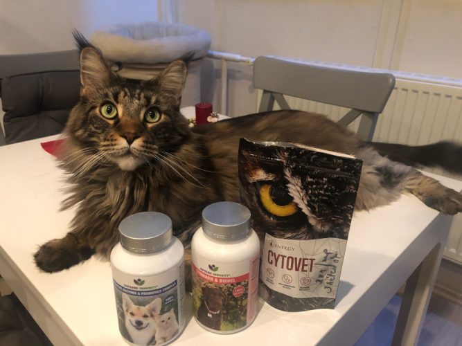 iMacska emésztési problémákmage1 Macska emésztési problémák