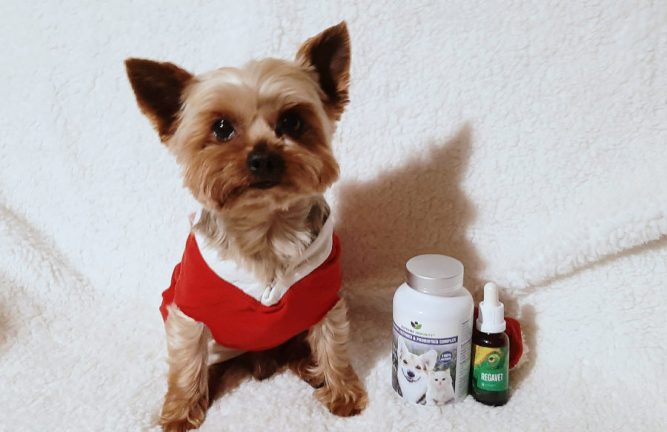 kutya-hasfajas kutya hasfájás