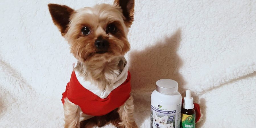 kutya-hasfajas kutya hasfájás