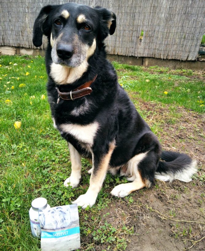 molly-kutya kutya mozgásszervi probléma