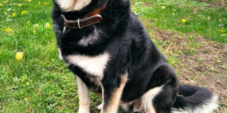 kutya mozgásszervi probléma