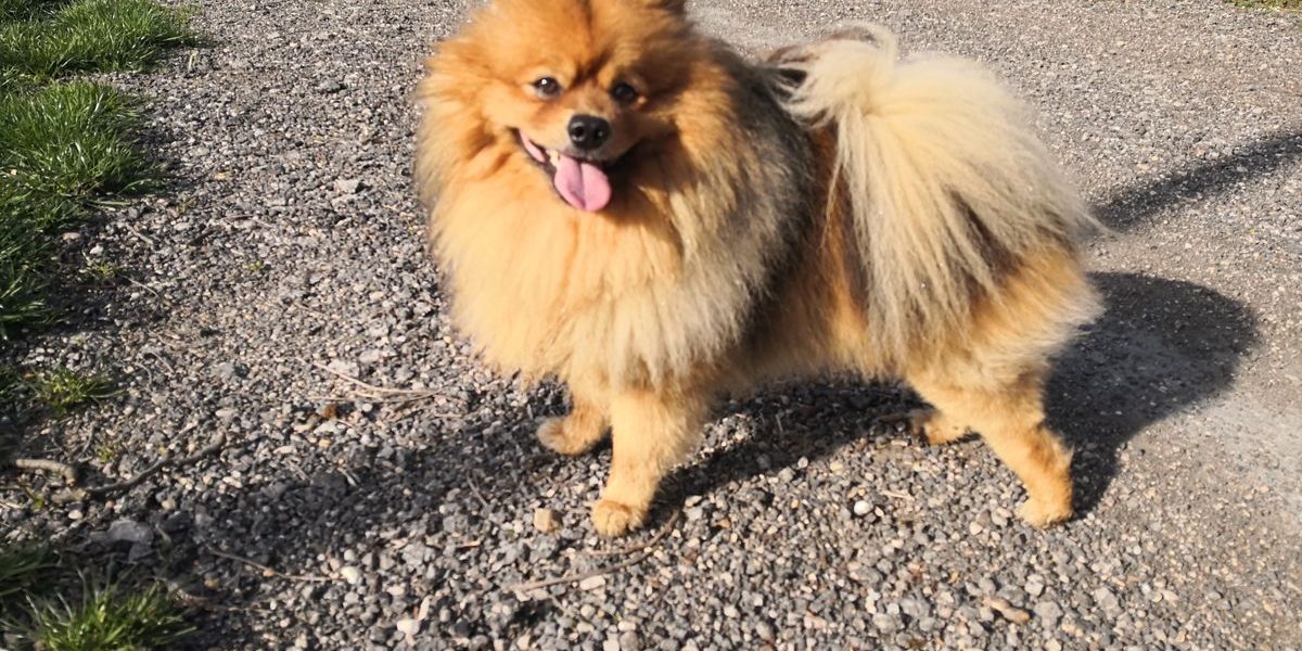 noah emésztő enzim kutya emésztőrendszeri betegség