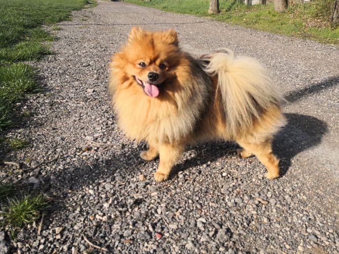 noah emésztő enzim kutya emésztőrendszeri betegség