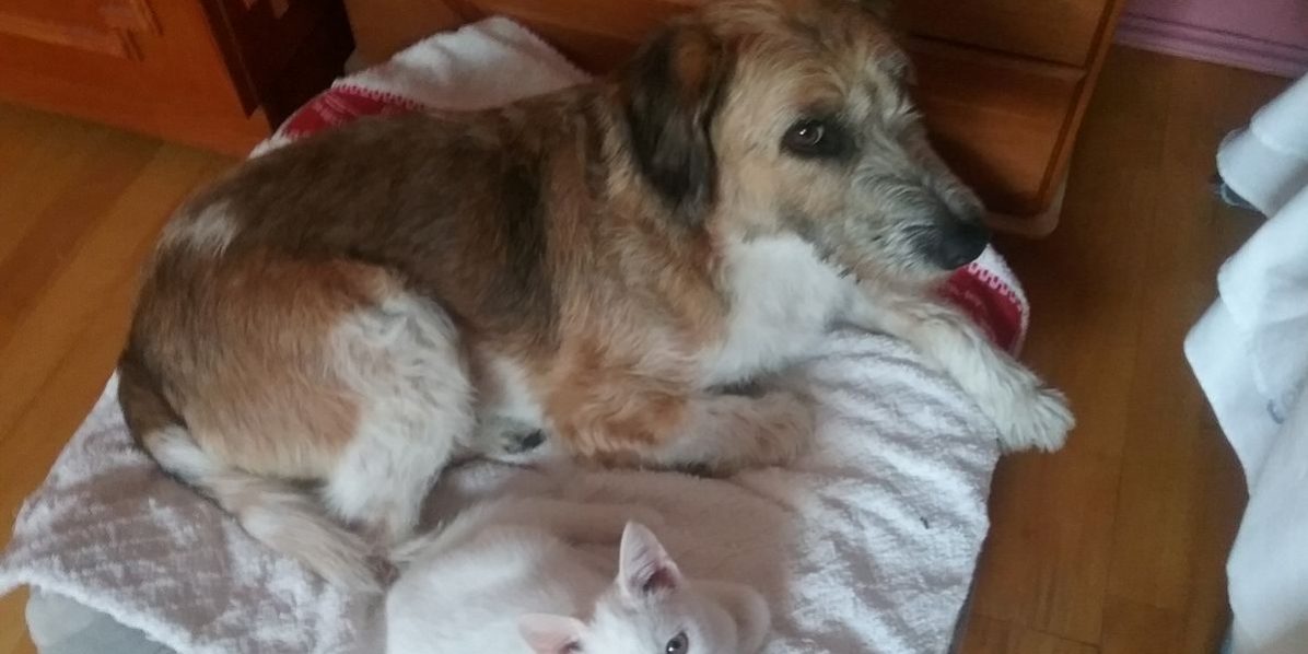 Korovet-kutya epilepszia Epilepsziás kutya