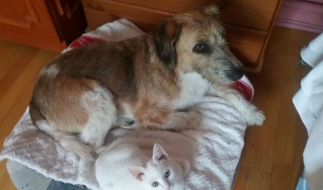 Korovet-kutya epilepszia Epilepsziás kutya