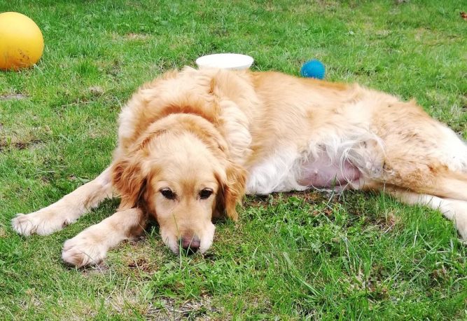 Lina 2 Kutya bénulás