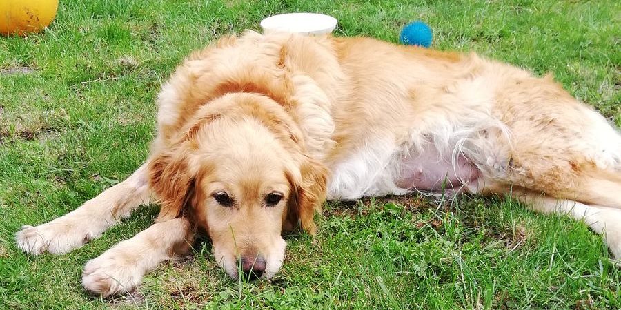 Lina 2 Kutya bénulás