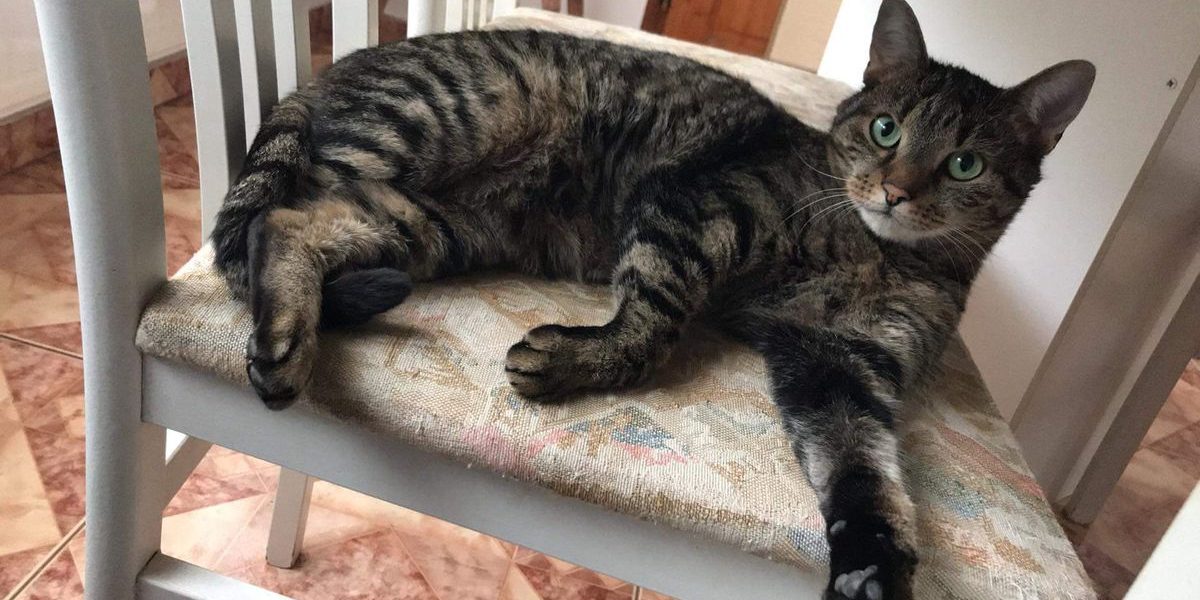 Mazsi cica Macska vesebetegség