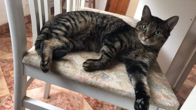 Mazsi cica Macska vesebetegség