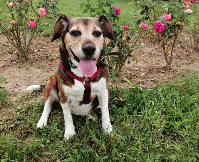 betyár bohne sthrenght kutya izületi problémái