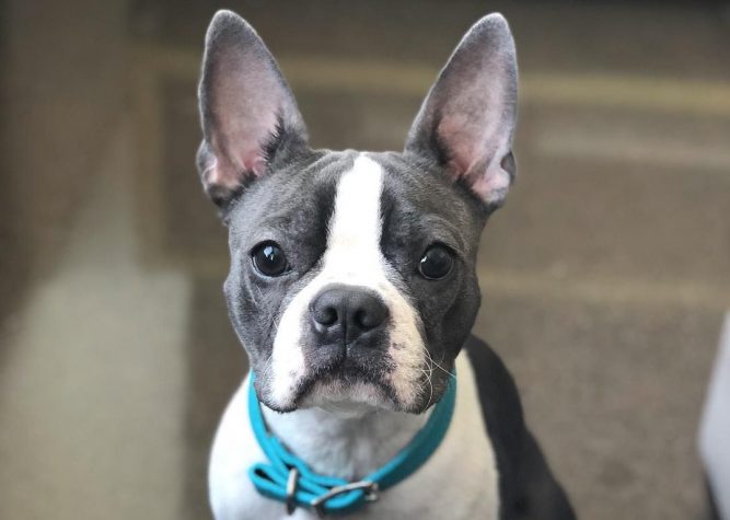 boston terrier KUTYA, SZŐR- ÉS BŐRBETEGSÉG