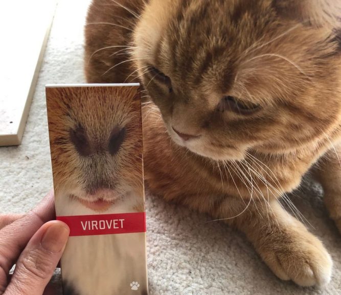 cica virovet02 Macska fulladás