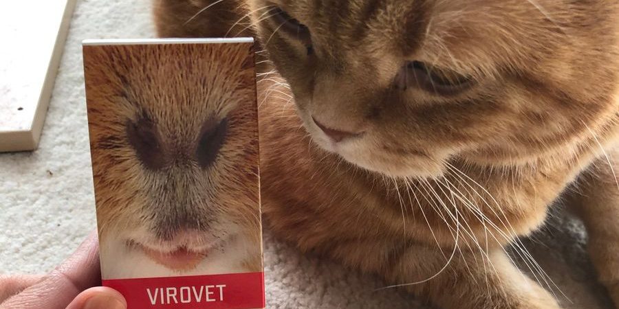 cica virovet02 Macska fulladás