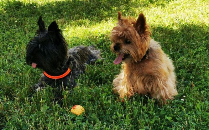 fytovet-2 yorki Kutya allergia