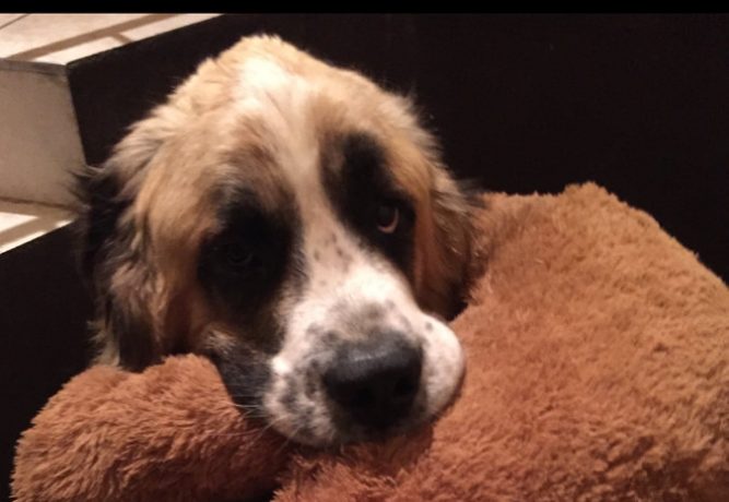 kutya immunerősítést Kutya immunrendszer erősítése