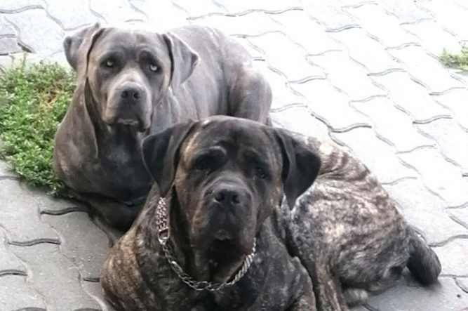 kutya térdszallag KUTYA TÉRDSZALAG SZAKADÁS