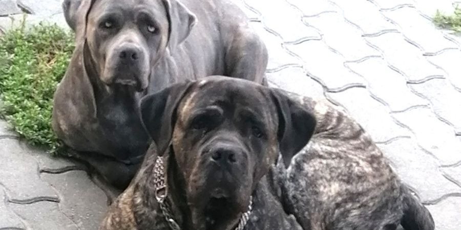 kutya térdszallag KUTYA TÉRDSZALAG SZAKADÁS