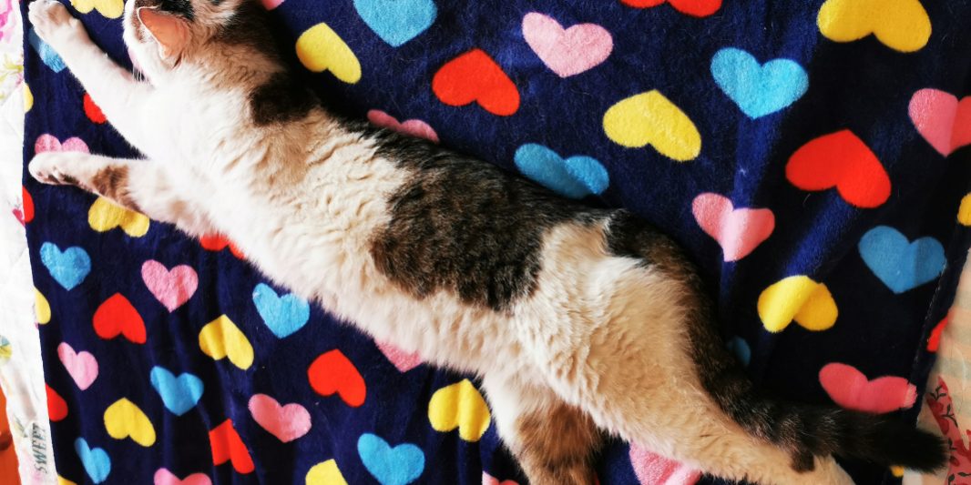 mentett cica-regavet02 Macska szőrhullás