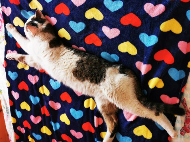 mentett cica-regavet02 Macska szőrhullás