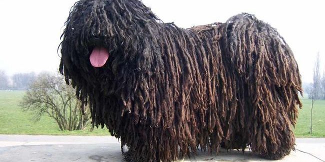 puli Kutya diszplázia