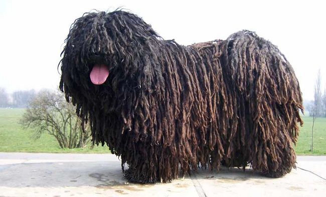 puli Kutya diszplázia