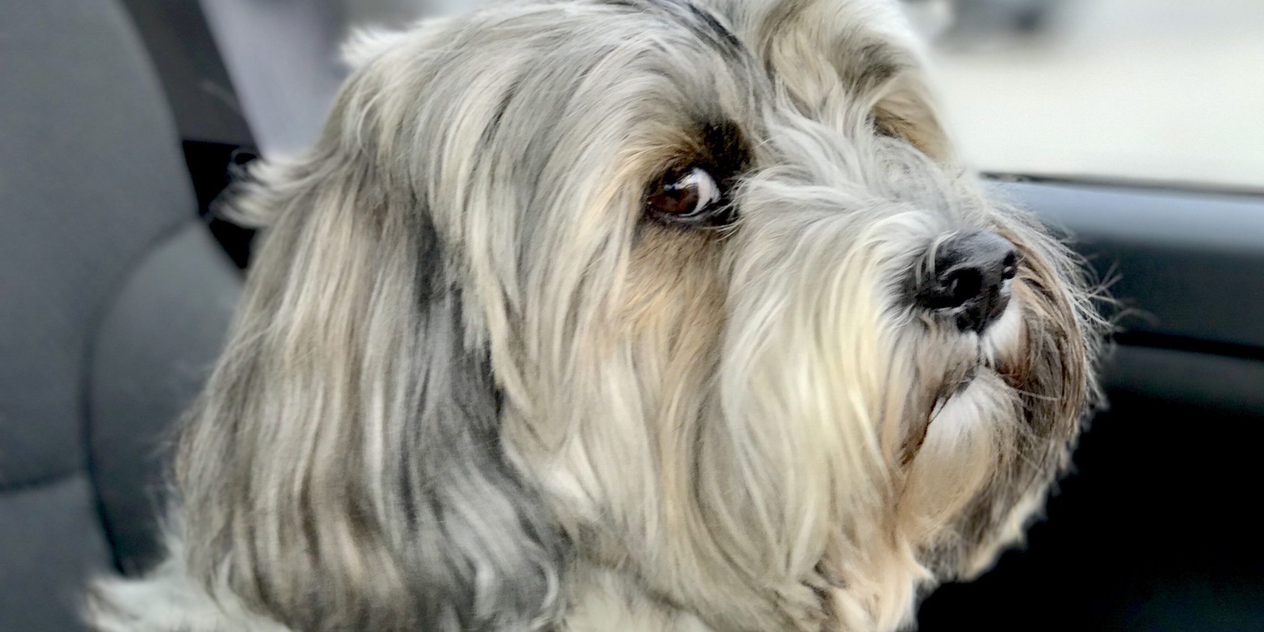 tibeti terrier Kutya, dörgés, vihar