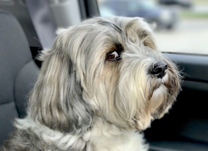 tibeti terrier Kutya, dörgés, vihar