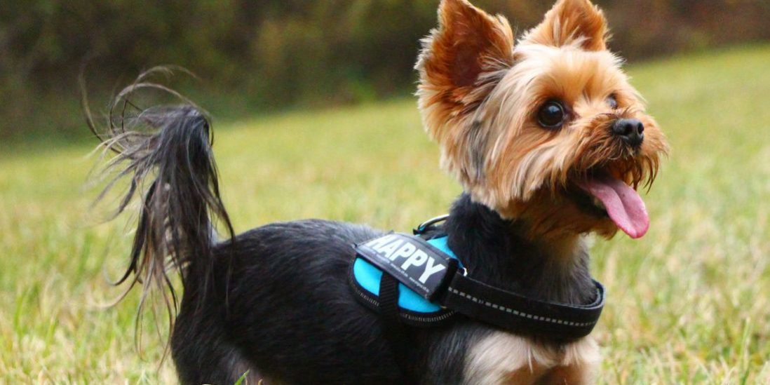 Kutya vizelettartási probléma