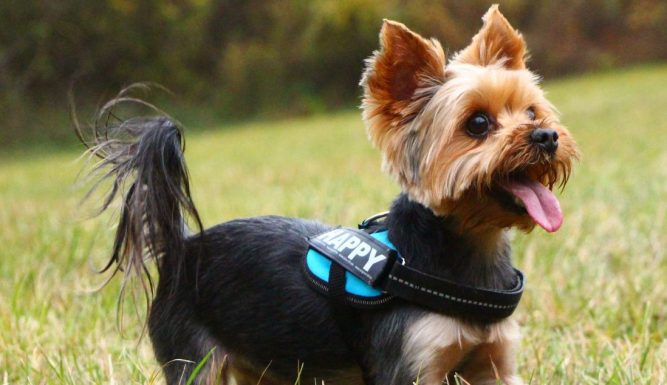 yorky -skelevet03 Kutya vizelettartási probléma