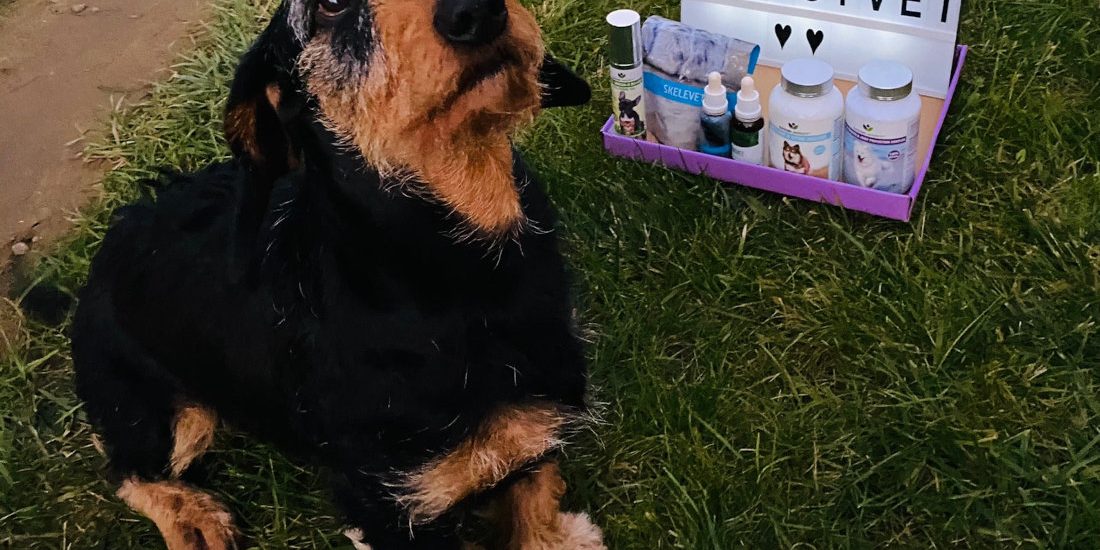 image_6487327 tacskó porckorongsérv