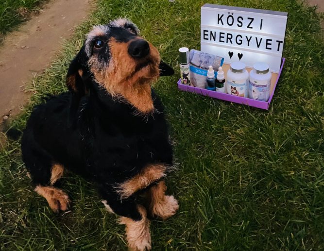 image_6487327 tacskó porckorongsérv