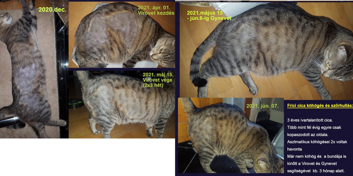 macska szőrhullás Macska szőrhullás kezelése